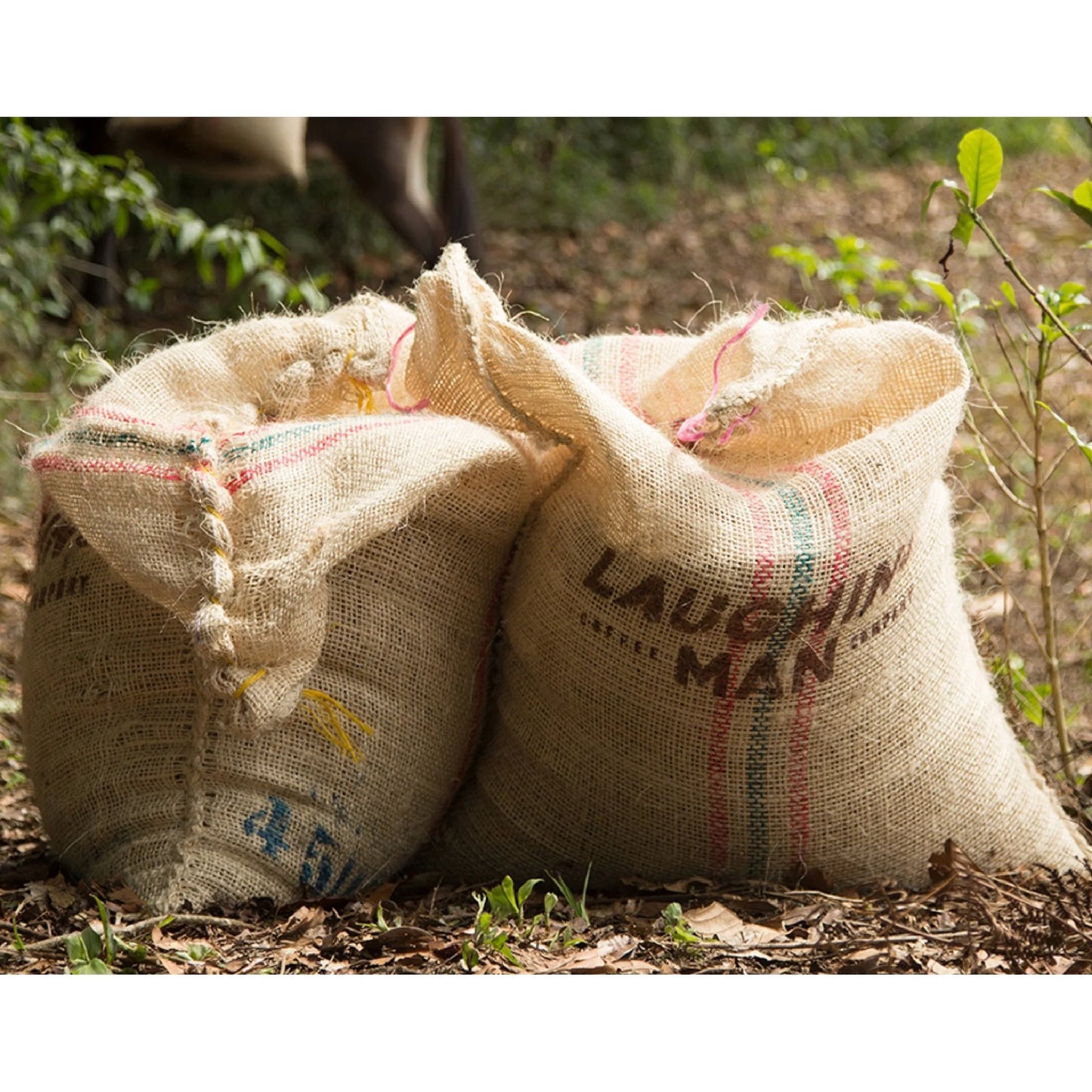 Colombia Huila Coffee, K-Cup Pod, Dark Roast, 22Ct