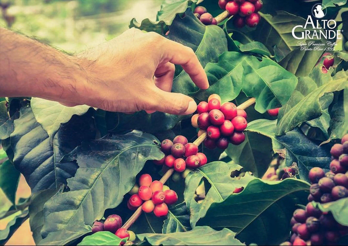 Premium Whole Bean Coffee, 100 Percent Puerto Rico Arabica, Medium Dark Roast, 2 Lbs Bag