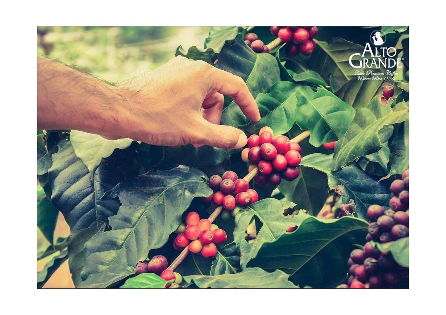 Alto Grande Super Premium Coffee Whole Beans, 2 Pound Bag (Pack of 3)