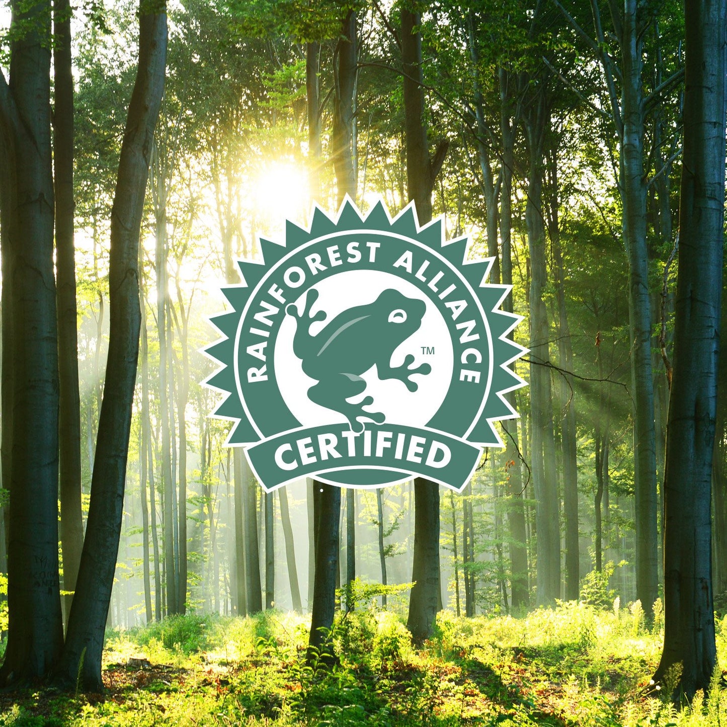 36 Compostable Coffee Pods I Compatible with Keurig Machines I Premium Compostable Coffee I the Duke I Medium Roast Coffee I Rainforest Alliance Certified