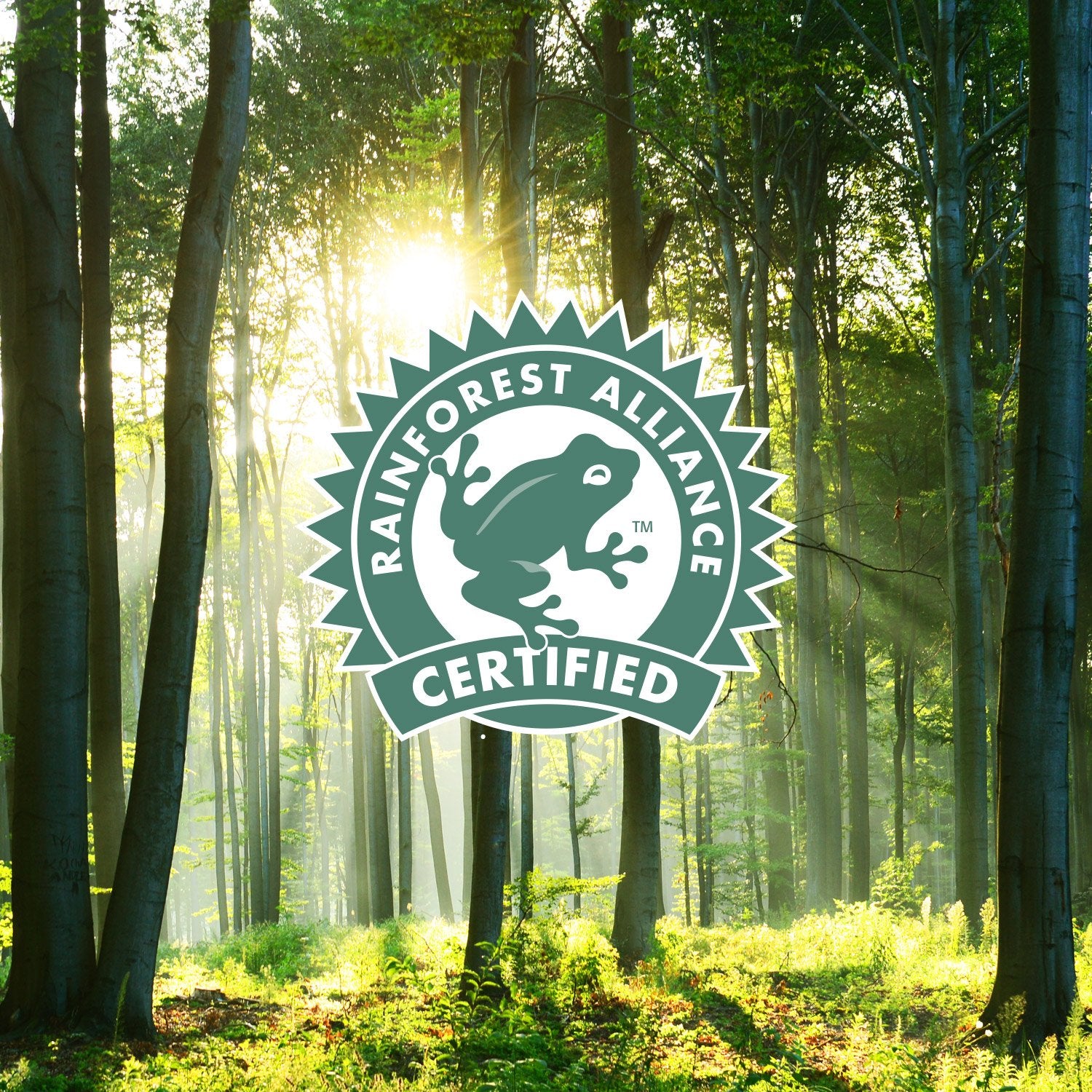 36 Compostable Coffee Pods I Compatible with Keurig Machines I Premium Compostable Coffee I the Duke I Medium Roast Coffee I Rainforest Alliance Certified